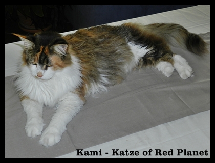 Kami Katze